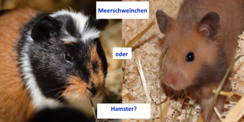 Meerschweinchen oder Hamster - Unterschiede