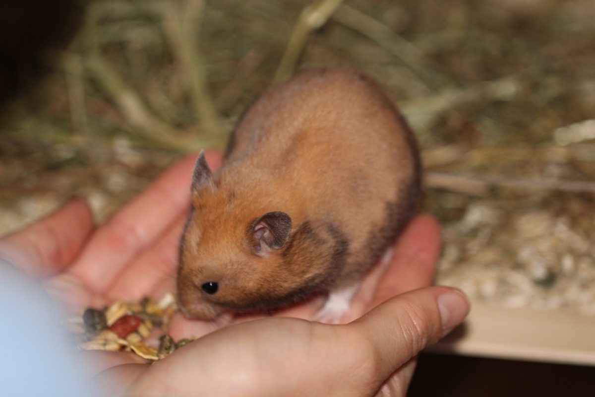 Zahmer Hamster