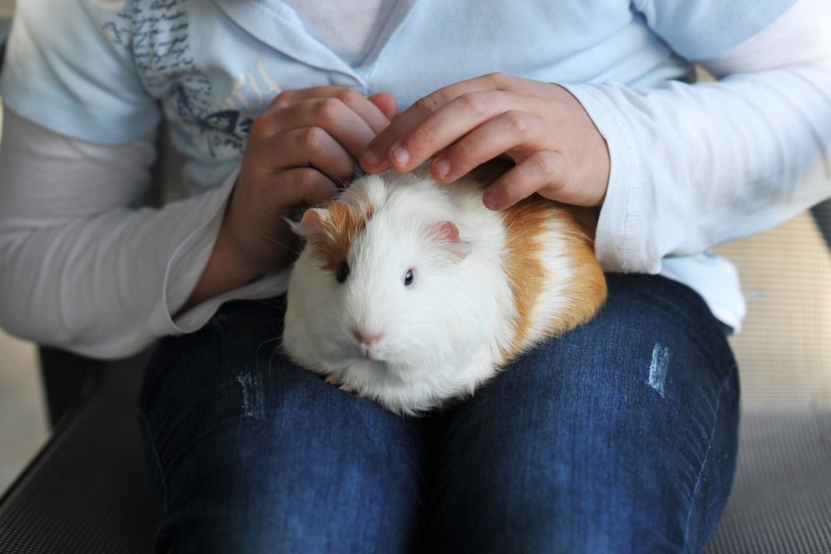 Zahmes Meerschweinchen