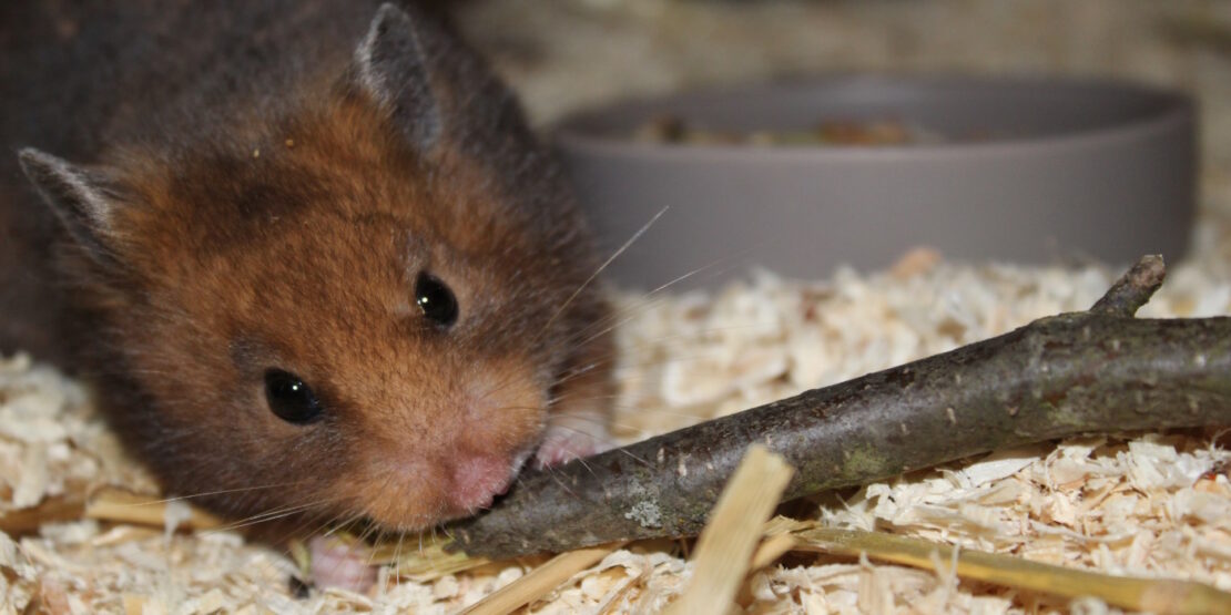 Hamsterfutter aus dem Garten