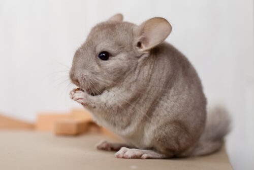 Das Foto zeigt einen Chinchilla, der eine Nuss kanbbert