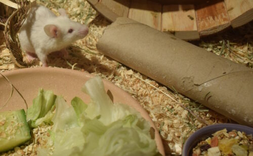 Das Foto zeigt eine Maus in ihrem Käfig neben einer Pappröhre und zwei Futternäpfen