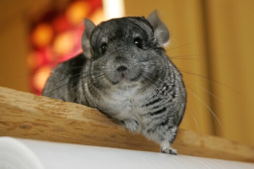 Das Foto zeigt einen Chinchilla der sich ausruht