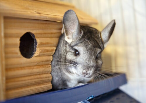 Das Foto zeigt einen Chinchilla der aus einem Häuschen herausschaut