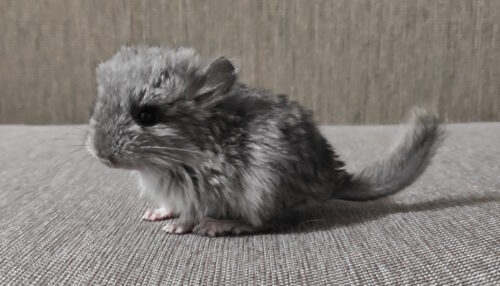 Das Foto zeigt ein Baby-Chinchilla