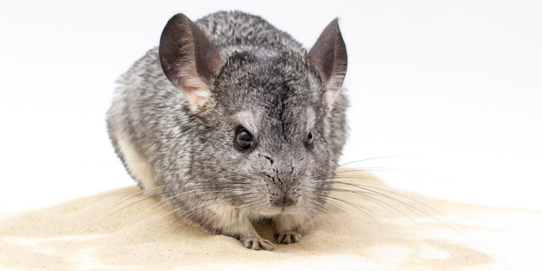Das Foto zeigt ein Chinchilla im Sand