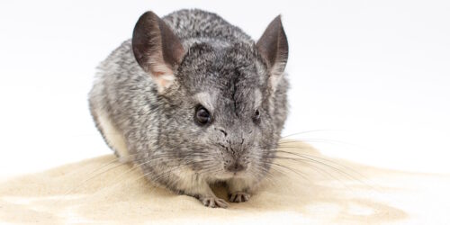 Das Foto zeigt ein Chinchilla im Sand