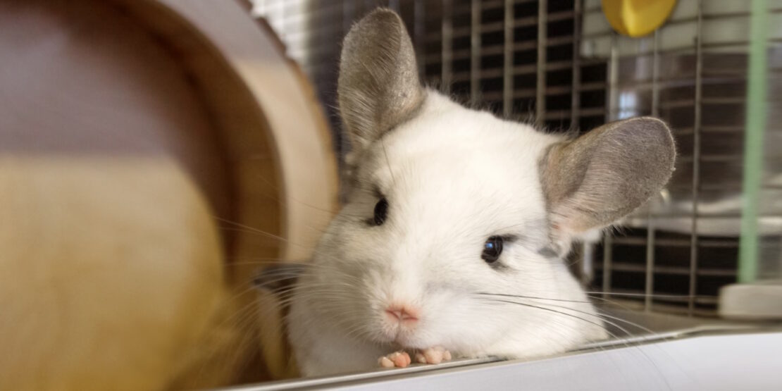 Das Foto zeigt ein Chinchilla, das aus seinem Käfig heraus schaut