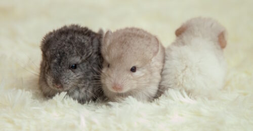 Das Foto zeigt drei Chinchilla-Babys