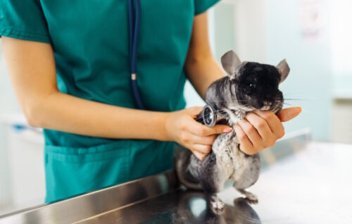 Das Foto zeigt ein Chinchilla beim Tierarzt