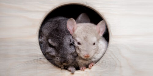Das Foto zeigt zwei Chinchillas die aus ihrem Haus heraus schauen