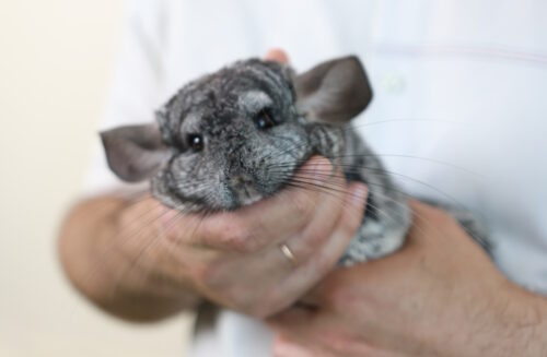 Das Foto zeigt ein Chinchilla, das hochgehoben wird