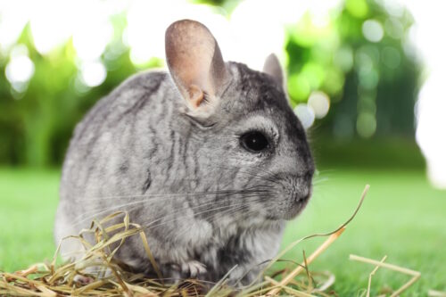 Das Foto zeigt ein Chinchilla im Garten