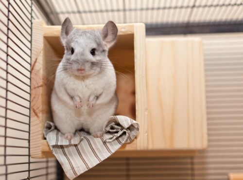Das Foto zeigt ein Chinchilla in seiner Voliere
