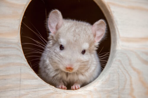 Das Foto zeigt ein Chinchilla in seinem Schlafhaus