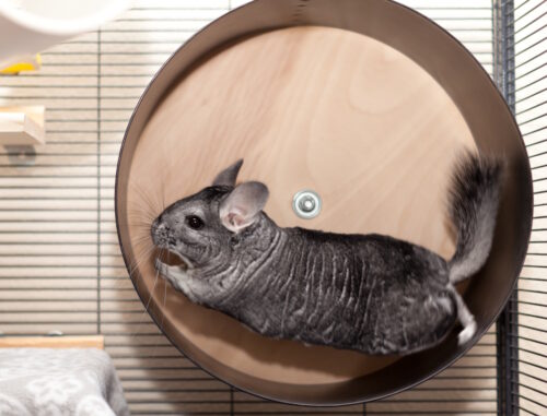 Das Foto zeigt ein Chinchilla im Laufrad