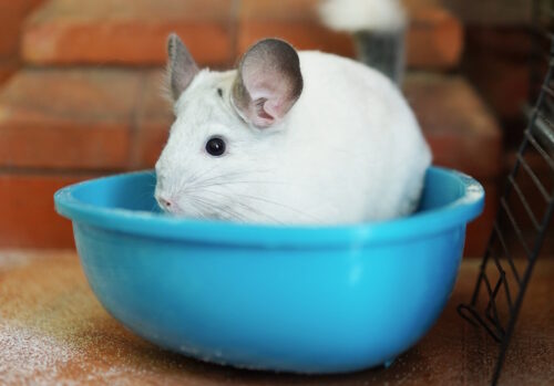 Das Foto zeigt ein Chinchilla in einer Schale mit Sand