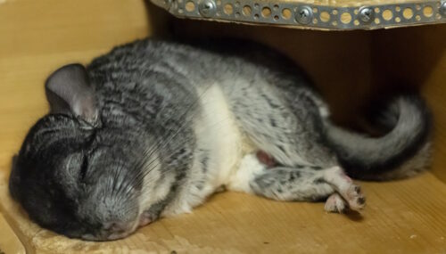Das Foto zeigt ein Chinchilla, das auf der Seite liegt