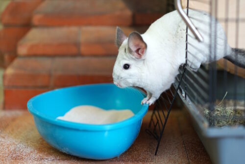 Das Foto zeigt ein Chinchilla mit einer Schale voller Sand