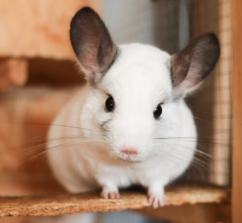 Das Foto zeigt einen Chinchilla von vorne