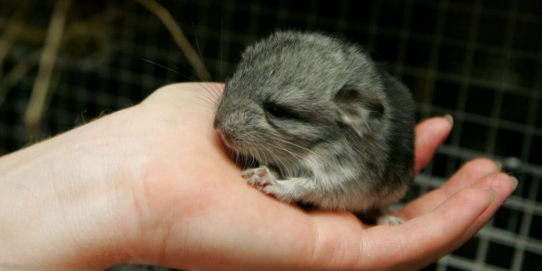 Das Foto zeigt ein kleines Chinchilla, das in der Hand gehalten wird