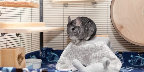Das Foto zeigt eine eingerichtete Chinchilla Voliere