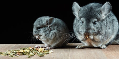 Das Foto zeigt Chinchillas die Trockenfutter fressen
