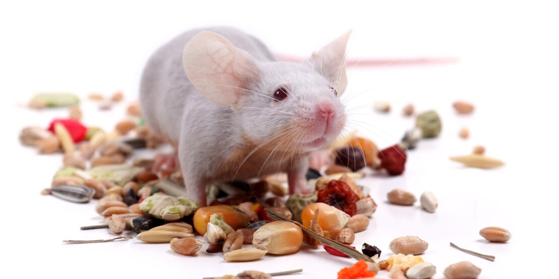 Das Foto zeigt eine Farbmaus mit verschiedenen Körnern