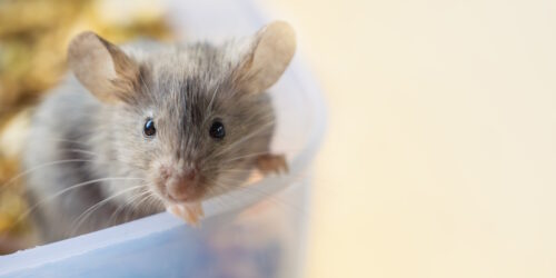 Das Foto zeigt eine Farbmaus in einer Schale