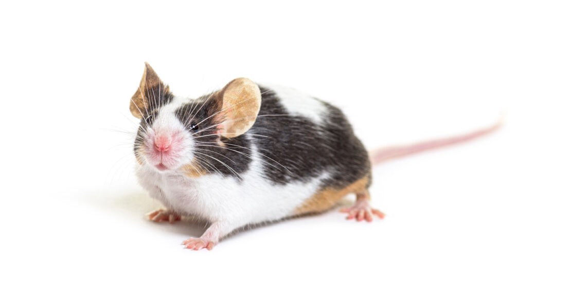 Das Foto zeigt eine bunte Maus mit schwarz, braun und weiß