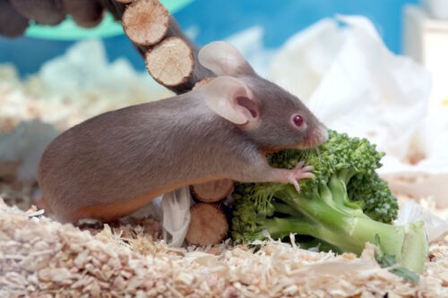 Das Foto zeigt eine Maus mit Brokkoli