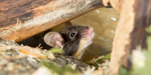 Das Foto zeigt eine Maus zwischen Ästen