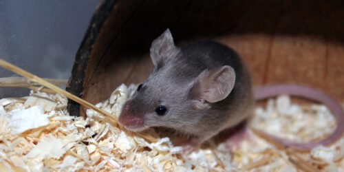 Das Foto zeigt eine Farbmaus die aus ihrem Haus heraus schaut