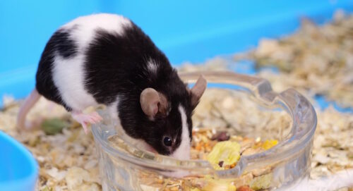 Das Foto zeigt eine Maus im Futternapf