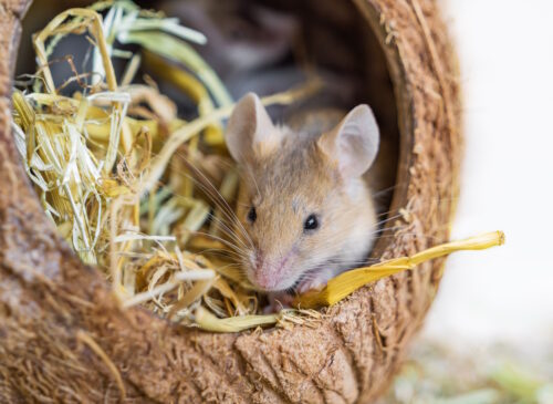 Das Foto zeigt eine Maus in einer gemütlichen Höhle