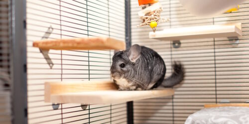 Das Foto zeigt ein Chinchilla in seiner Voliere