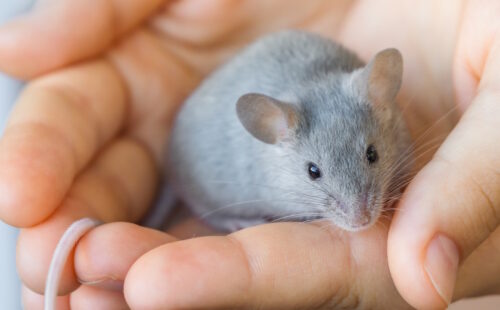 Das Foto zeigt eine graue Maus mit schwarzen Augen