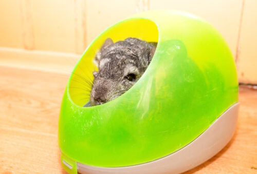 Das Foto zeigt ein Chinchilla in seinem Badehaus