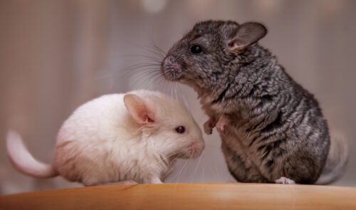 Das Foto zeigt ein großes und ein kleines Chinchilla