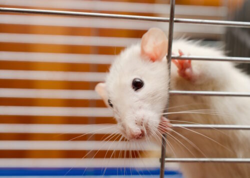 Das Foto zeigt eine Maus mit großen Augen