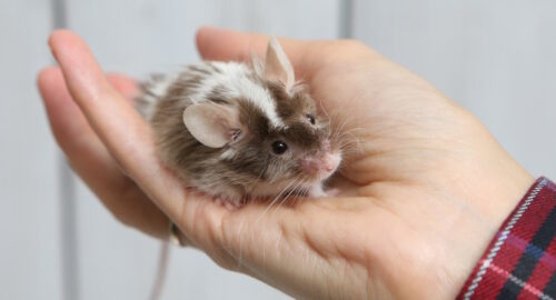 Das Foto zeigt eine Maus, die in der Hand gehalten wird