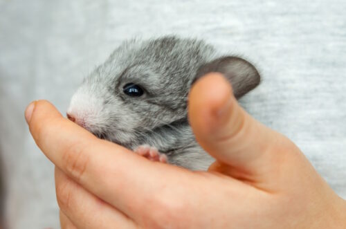Das Foto zeigt einen Chinchilla der in der Hand gehalten wird