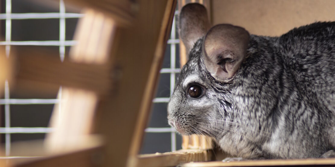 Das Foto zeigt ein Chinchilla in seiner Voliere