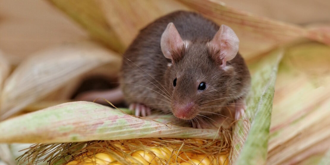 Das Foto zeigt eine Maus mit Mais