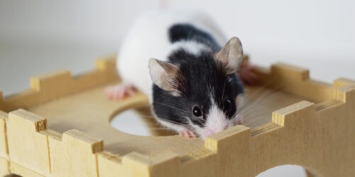 Das Foto zeigt eine Maus auf einem Haus aus Holz