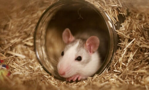 Das Foto zeigt eine Maus in einer Höhle