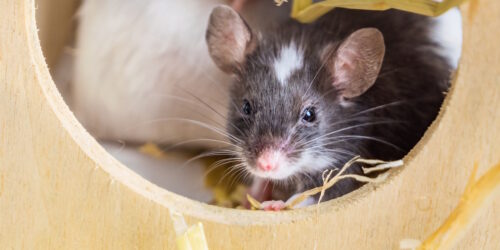 Das Foto zeigt eine Farbmaus, die aus einem Haus herausschaut