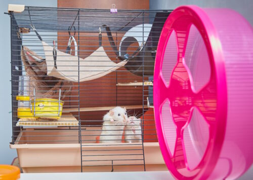 Das Foto zeigt einen Gitterkäfig aus dem eine Maus herausschaut