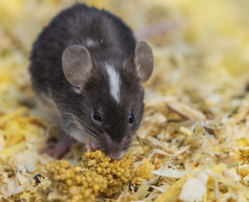 Das Foto zeigt eine Farbmaus mit Körnern