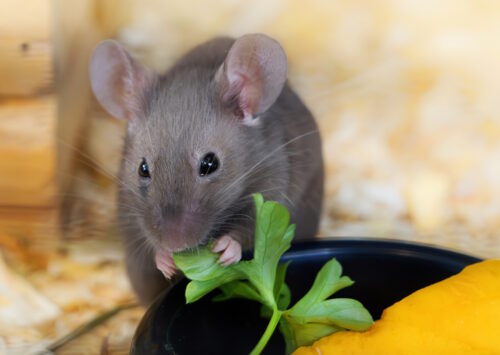 Das Foto zeigt eine Maus die Petersilie frisst